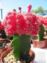 Pin On Cacti Ferns Succulents Terrariums
