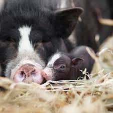 8 Amazing Facts That Prove Pigs Are Too Sweet To Eat Photos Chooseveg Com Baby Animals Animals Baby Pigs