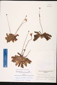 Aktuelle preise für produkte vergleichen! Pinguicula Primuliflora Species Page Isb Atlas Of Florida Plants