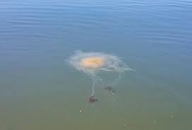 They will take their prey from there directly to its gastric cavity. Fried Egg Jellyfish Project Noah