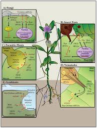 A parasite lives on or within the host cell for all of or part of its life, may cause harm to the host or might just. Conversations Between Kingdoms Small Rnas Abstract Europe Pmc