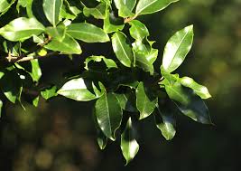 Image result for Ilex mitis