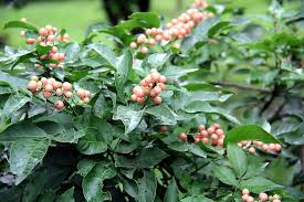 Image result for Clausena