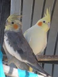 Bird With Red Cheeks Next To Lester Sat His Mate Pearly White Cotton Both Birds Boasted Stunning Rouge Red Cheeks And Saffron Crests Lester Preened And Clucked For Mein Liebling