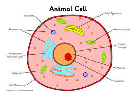 Blank animal cell diagram to label human body anatomy. Label The Animal Cell Worksheets Sb11866 Sparklebox