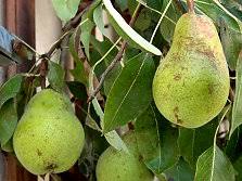 Apr 19, 2020 · arbors, trellis, obelisks, and more. Fruit Tree Espaliers Pictures And Information On Planting And Care