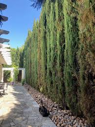 Seiridium canker is one of the most common cankers in texas, usually on the increasingly popular italian cypress, but also on juniper and arborvitae. Bill Pramuk Trees And People Tiny Insect Big Problem On Italian Cypress Bill Pramuk Napavalleyregister Com