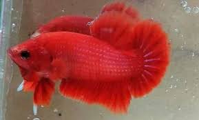 Label cupang hias dan aduan biasanya disematkan pada ikan cupang yang sudah dipelihara dan dibudidayakan. 5 Jenis Dan Harga Ikan Cupang Terbaru Februari 2021