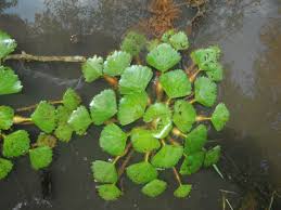 Image result for Trapa natans