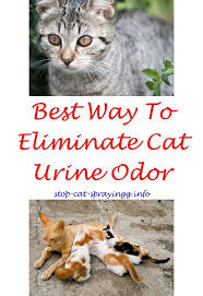 Diy Cat Spray Urine Smells Cat Pee Smell Cat Spray Cats Smelling
