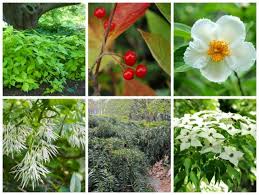 Maybe you would like to learn more about one of these? Deer Resistant Plants With Broken Arrow S Adam Wheeler A Way To Garden