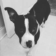 Check spelling or type a new query. Boston Terrier Pitbull Mix Cheap Online