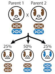 The origin and genetics of blue eyes. Understanding Genetics