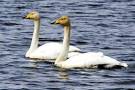 Whooper Swan - BirdWatch Ireland