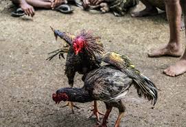 Cock Fighting In Tamilnadu