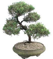 This also makes them perfect for people who do a lot of traveling and may need to go a few extra days between watering. Care Instructions Juniper Bonsai Jackson Perkins
