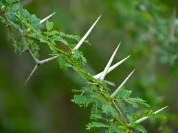 Image result for Acacia grandicornuta
