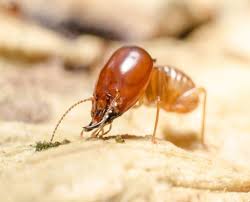 Get matched with top pest exterminators in saint louis, mo. Lake St Louis Termite Control Amco Ranger Termite Pest Solutions Amco Ranger