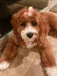 Cavalier king charles spaniel / poodle mixed breed dogs. Cavapoo Puppies For Sale Ky L2sanpiero