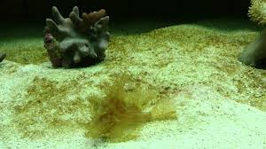Yellow Fondosa Blending Into Brown Algae Aquarium Fish Brown Yellow