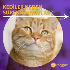Miyhav Com Kedim Neden Surekli Miyavliyor Az Once De Facebook