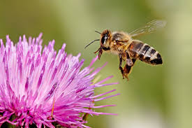 Maybe you would like to learn more about one of these? Support Native Pollinators The Backyard Naturalist