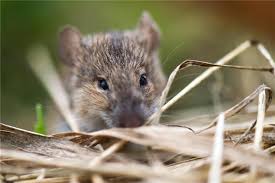 The europe regional medical command is urging caution in light of what it says is a dramatic increase in cases of hantavirus in the stuttgart area, including three. Zunahme Der Hantavirus Erkrankungen Erwartet