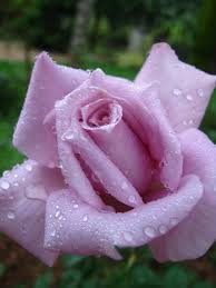 Before you buy delivery flowers for a family member or your s.o. The Symbolism Of The Rose Archi Living Com