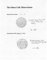 Place a drop of lens cleaning fluid on a piece of lens paper. How Do You Observe The Cells In Onion Peel Under Microscope Draw And Label The Diagram Write Your Brainly In