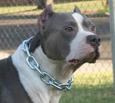 341 Chain Collar 3 Heavy Jpg 341 306 Bully Breeds Pit Bulls Animals