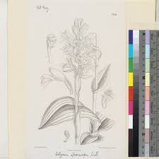 Image result for Satyrium sphaerocarpum