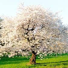 Autumn Cherry Tree Flowering Cherry Tree Flowering Trees Fast Growing Trees