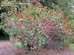 Image result for Greyia