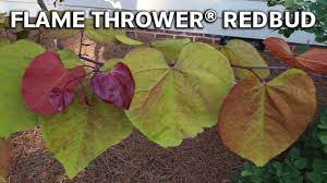 Color display is persistent throughout the season, often showing four to five different shades on a single branch. Flame Thrower Redbud Tree This Is Amazing Tree Youtube