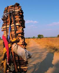 Image result for Trachyphrynium braunianum