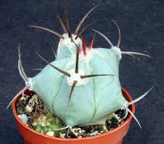 Image result for Aloe mossurilensis