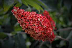 Image result for Anacardiaceae