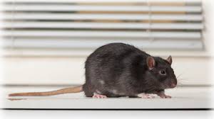 General description generate sales produce sales gains, by providing customer service. Rodent Control Rat Mice Exterminator Carmel Monterey Pacific Grove Pebble Beach Surrounding Area Ailing House Pest Management Inc