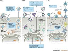 Rotate injection sites with each injection. Host Directed Therapies For Bacterial And Viral Infections Nature Reviews Drug Discovery