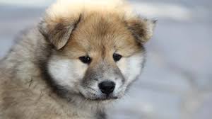 One thing that humans often wonder when considering how their dogs spend their time when their away is if dogs consider a german shepherd while searching puppies for sale near me. Eurasier Price Temperament Life Span