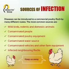Diseases Can Be Introduced To A Commercial Poultry Flock By Many Different Routes Below Most Common Sources Are Vis Poultry Farm Poultry Poultry Equipment