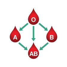 Image result for Blood Type