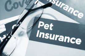 Consumervoice experts compare the top dog insurance to find. How To Get The Best Pet Insurance Deal Pets4homes