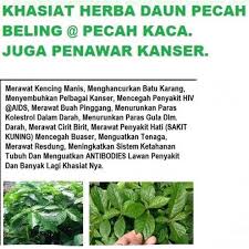 Daun pecah kaca banyak manfaat utk kesihatan. 50 Daun Segar Pecah Beling Moremoney Health Beauty Perfumes Nail Care Others On Carousell