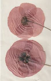 Maybe you would like to learn more about one of these. Ein Herbarium Herbar Anlegen