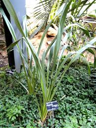 Image result for Chlorophytum sparsiflorum