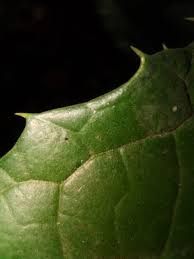 Image result for Rinorea elliptica