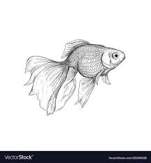 27 Best Photo Of Goldfish Coloring Page Albanysinsanity Com Goldfish Art Fish Sketch Drawings