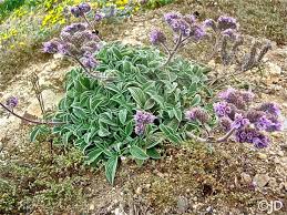 Image result for Culcasia falcifolia