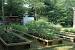 Backyard Animal Farm